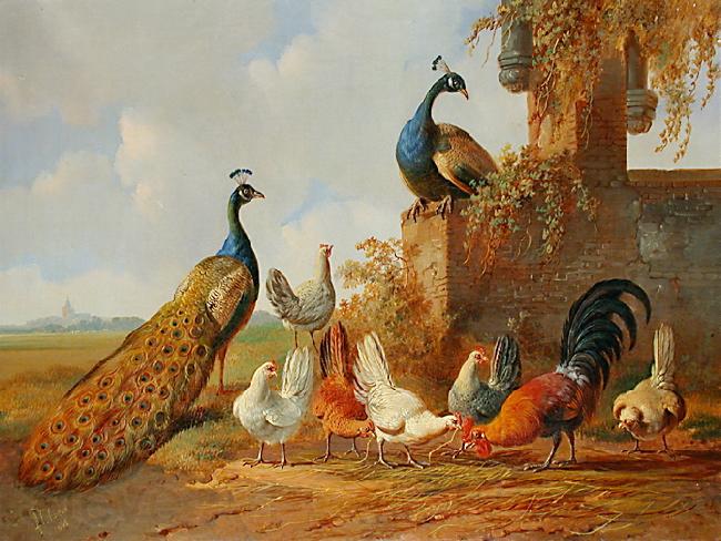 unknow artist Peacocks and chickens Norge oil painting art